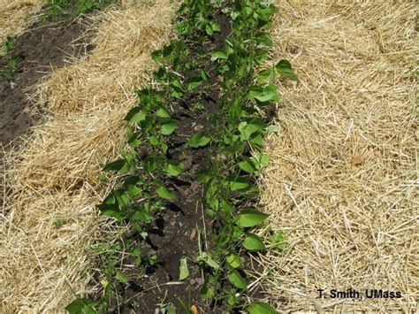 Home Lawn And Garden Whats Eating My Vegetables Center For