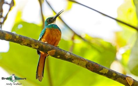 Trinidad & Tobago Birding Tour: An Introduction to Neotropical Birding