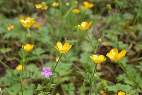 Buttercup Bunga Liar Padang Rumput Foto Gratis Di Pixabay