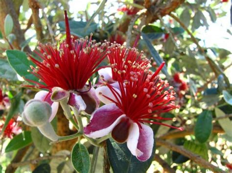 Feijoa Pineapple Guava Hello Hello Plants