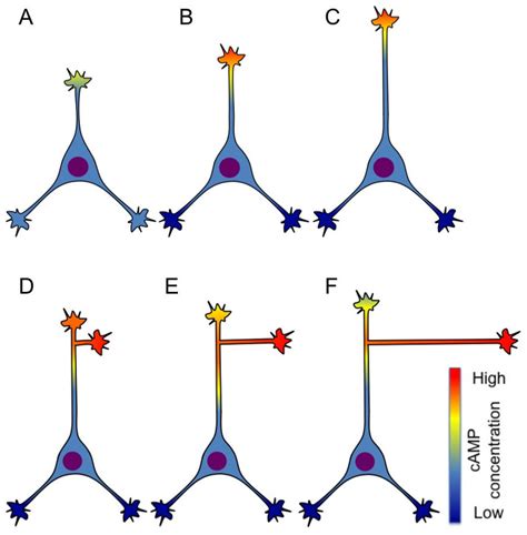 Camp Signals Regulate Competitive Neurite Outgrowth A C Competitive