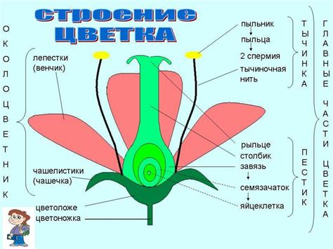 Цветок и его строение - online presentation