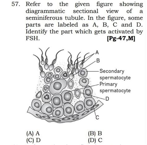 Refer To The Given Figure Showing Diagrammatic Sectional View Of A Semini