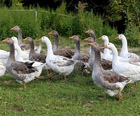 Guide To Domestic Goose Breeds Backyard Poultry