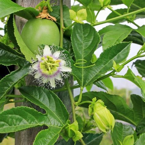 Passiflora Edulis Fruit De La Passion Grenadille Arborescence