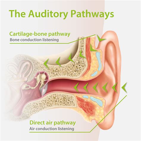 Human Ear Anatomy How Hearing Works Connect Hearing