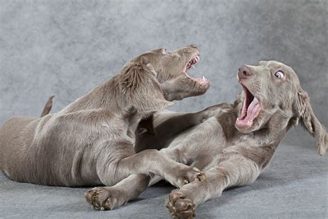 Appropriate Puppy Play | Dog Training Nation