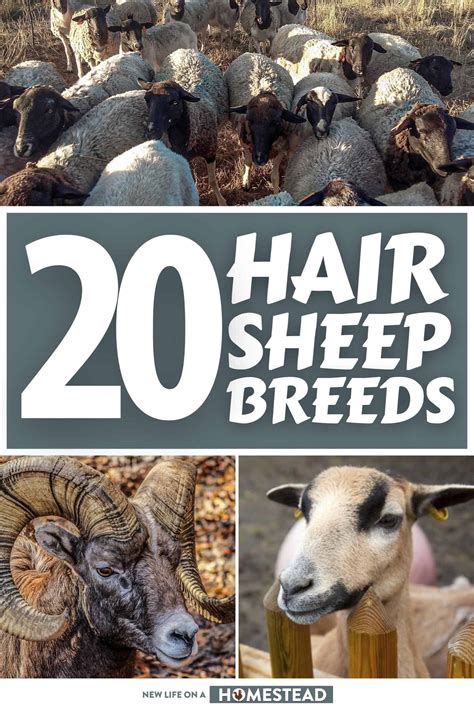 20 Hair Sheep Breeds To Consider Raising