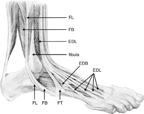fibularis longus