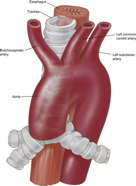 Anatomy Of The Thoracic Aorta And Of Its Branches Thoracic Surgery