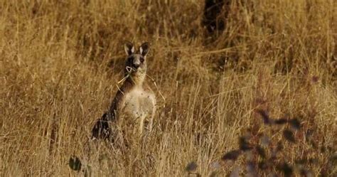 Delwp Approves Cull Of 2180 Kangaroos Bendigo Advertiser Bendigo Vic