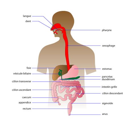 Le On Sur Notre Syst Me Digestif
