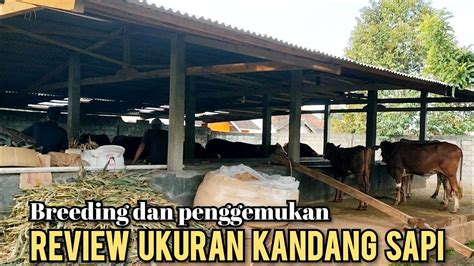 Review Ukuran Kandang Sapi Untuk Breeding Dan Penggemukan Youtube