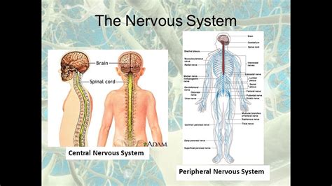 Central Nervous System Vs Peripheral Nervous System Divisions Simple Explanation Youtube