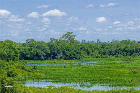 Nada De On A Raridade No Pantanal Dupla De Gatos Mouriscos Flagrada