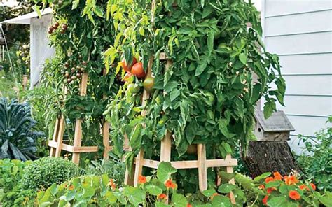 53 Tomato Trellis Designs Completely Free Epic Gardening