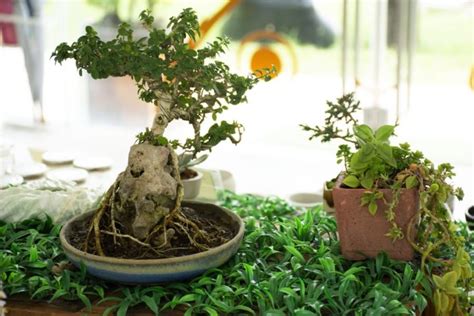 Sequoia Bonsai Tree - Everything You Need to Know - Organize With Sandy