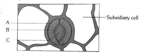 What Is Stomatal Apparatus Explain The Structure Of Stomata With A La