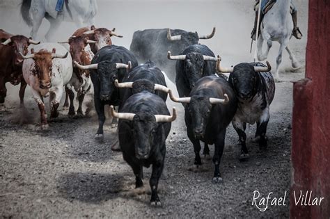 El Toro De Cenicientos Toros El Torero Debut En Cenicientos