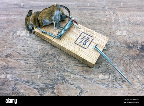 Dead Mice High Resolution Stock Photography And Images Alamy