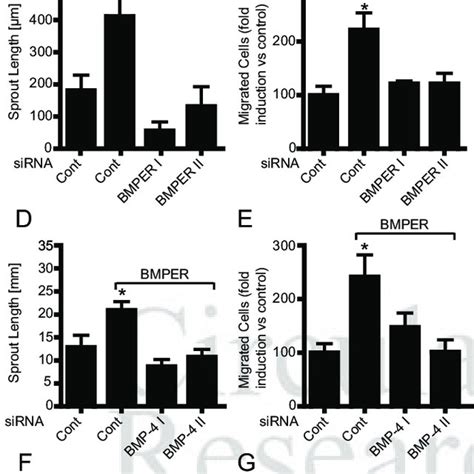 Functional Interaction Between BMPER And BMP4 A Impaired BMP 4