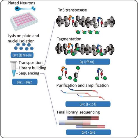 Mouse Atac Seq Lifeasible