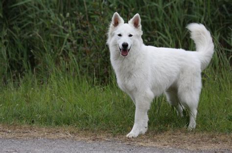 Berger blanc suisse Découvrez la race de chien