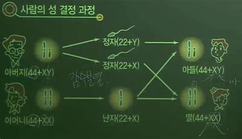 수능개념 생명과학1 10강 사람의 유전2 Flashcards Quizlet