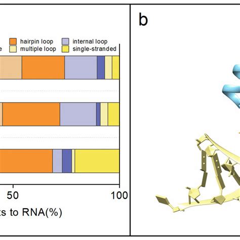 A The Secondary Structure Distributions At The RNA Protein