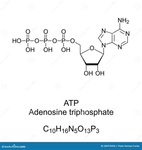 Adenosine Triphosphate (ATP) Molecule. Functions As Neurotransmitter ...