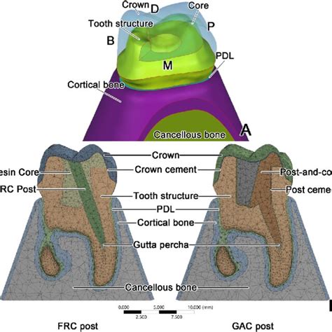 Schematics Of Models A Three Dimensional Schematic Of The Maxillary