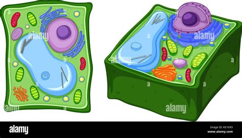 Close Up Diagram Of Plant Cell Illustration Stock Vector Image And Art