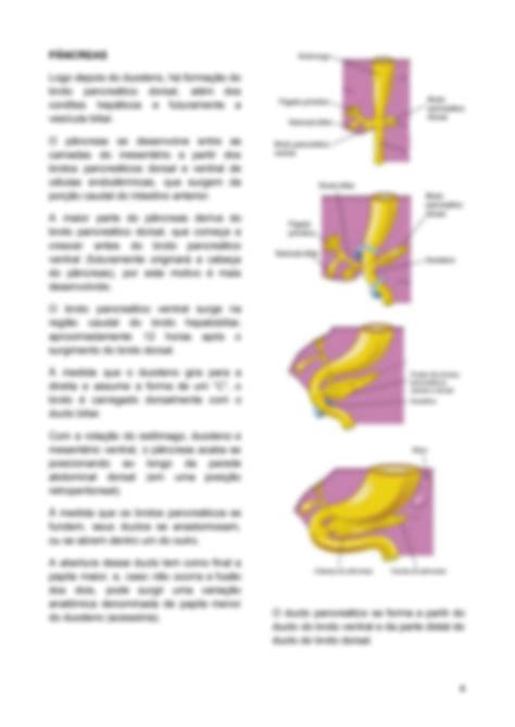 SOLUTION Histologia Embriologia do sistema digestório Studypool