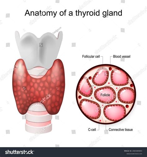 Anatomy Thyroid Gland Follicular Cells Shutterstock Hot Sex Picture