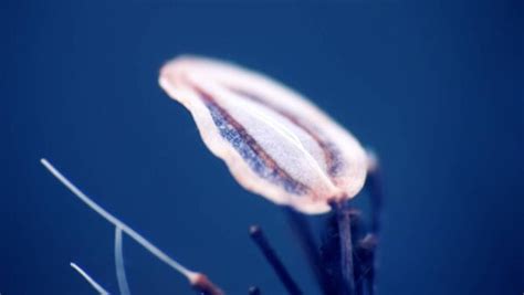 फरसट टइम सकस मथ और फकट first time sex myth aur fact HealthShots Hindi