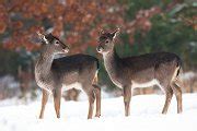 Two young fallow deer fawns standing | Animal Stock Photos ~ Creative ...