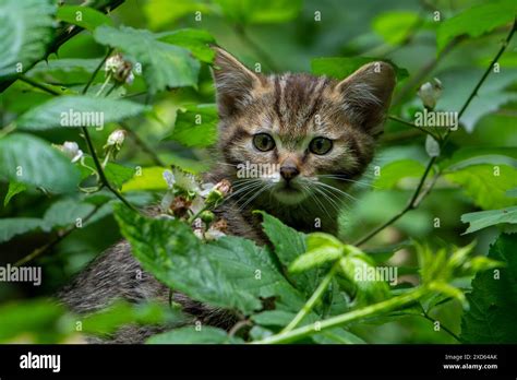 European Wildcat Wild Cat Felis Silvestris Silvestris 7 Week Old