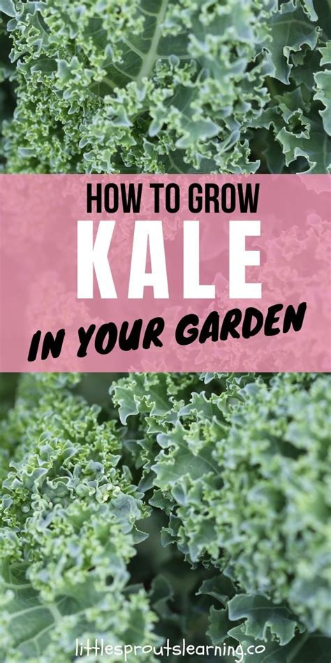 How To Grow Kale In Your Garden Little Sprouts Learning Growing Kale Kale Plant Home