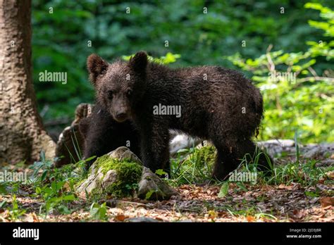 European Brown Bear Cub Ursus Arctos Notranjska Forest Slovenia