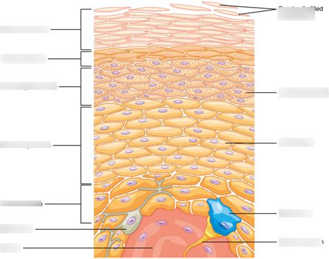 Skin Layers Diagram | Quizlet