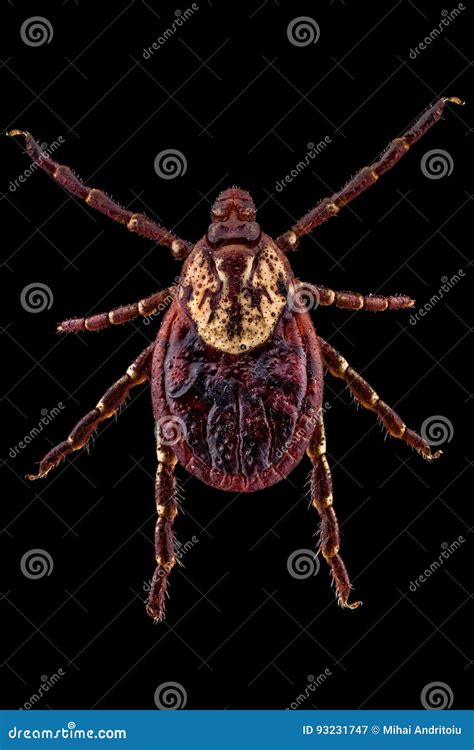 American Dog Tick Stock Image Image Of Jersey Insect 93231747