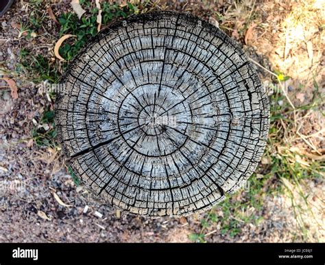 Cross Section Of Tree Trunk Showing Growth Rings Stock Photo Alamy