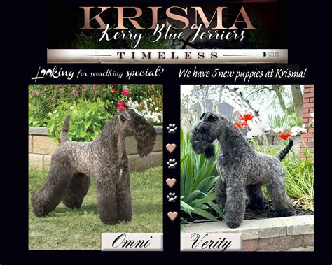 des moines dog license 3