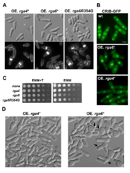 Rga6 Overexpression Alters Cell Morphology And Is Detrimental For Cell