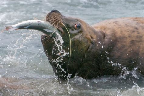 The Difference Between Sea Lions and Walruses - American Oceans