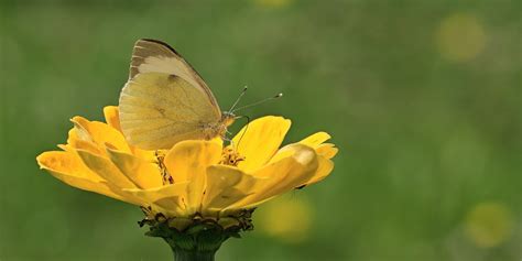 La Verdadera Historia De Las Mariposas Amarillas De Garc A M Rquez