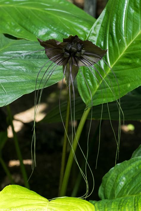 Kwiat Nietoperz Tacca Chantrieri Black Du A Paczka Szt