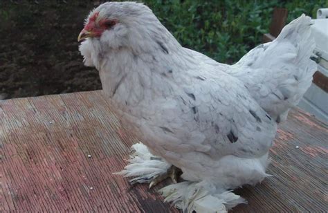 Ameraucana: Eggs, Height, Size and Raising Tips