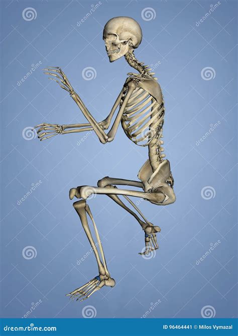 Navicular Bone, 3D Model Royalty-Free Stock Photography | CartoonDealer