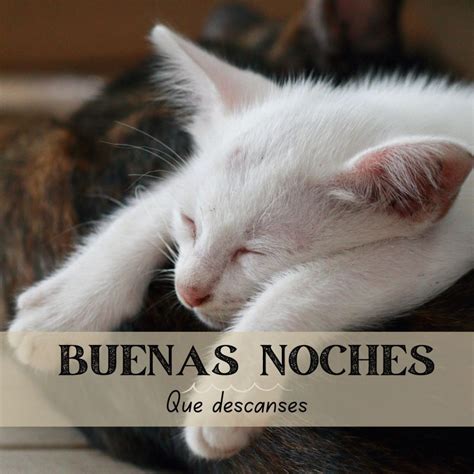 Buenas noches gatos | Fotos de gatitos tiernos para Whatsapp